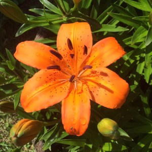 orangeflower1