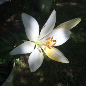 whiteflower1